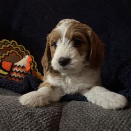 Oakley - Red  male Goldendoodle puppy in Morriston, Florida from Florida's Joyful Goldendoodles