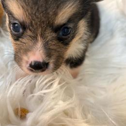 Boy 5 - Red male Pembroke Welsh Corgi puppy in Mountain View, Hawaii from Celtic Corgis