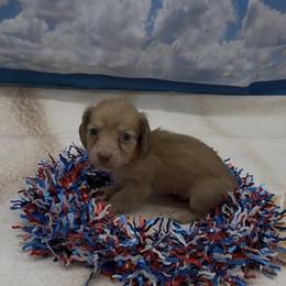 Chocolate Based Cream Longhair Male (Orange Collar) - Cream male Dachshund puppy in Killeen, Texas from Southern Dachshunds