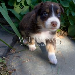 Bumble Bee- Yellow Collar- NBT - Red tri-color female Australian Shepherd puppy in Newport, Rhode Island from Wildlings Australian Shepherds