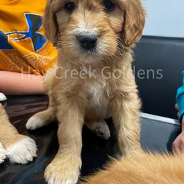 Goldendoodle Puppies from Hay Creek Acres Goldens