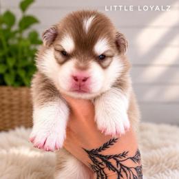 Simon - Red and white male Pomsky puppy in Riverside, California from LittleLoyalz