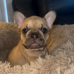 Girl 1 - Fawn female French Bulldog puppy in Muncie, Indiana from Seven Blessings Frenchies