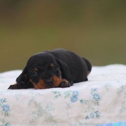 Fish - Black and tan male Dachshund puppy in Okeechobee, Florida from Far Far Away Dachshunds