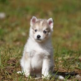 Zion - Silver and white male Pomsky puppy in Coos Bay, Oregon from Ocean View Pomskies