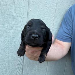 Mr. Potato - Brindle male Dachshund puppy in Knoxville, Tennessee from Over The Moon Minis