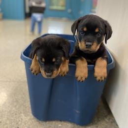Rottweiler Puppies from Rott-Squad Kennels