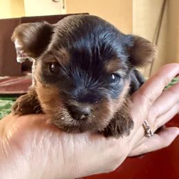 Molly - Blue and gold female Yorkshire Terrier puppy in Laredo, Texas from TX Yorkies
