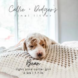 Bean - Parti female Goldendoodle puppy in Tacoma, Washington from Peninsula Doodles
