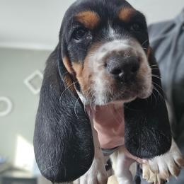 Boy 2 - Black tan and white male Basset Hound puppy in Carleton, Michigan from Floppy Ears Farm