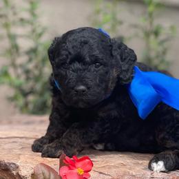 Nico - Black male Labradoodle puppy in Murray, Utah from Swann's Kennels