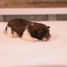 Girl 1 - Brown female Whoodle puppy in West Bend, Iowa from Blue Skies Terriers