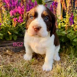 BG2 - Liver white and tan female English Springer Spaniel puppy in Britton, South Dakota from K&S Canines