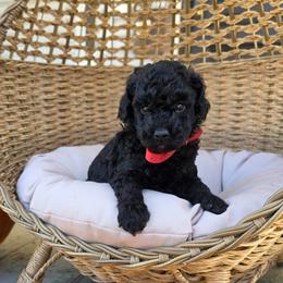 Ember (Red Collar) - Black female Poodle puppy in Plainfield, New Jersey from Caris Paws Poodles and Labradoodles