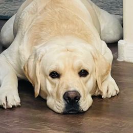 Maverick - Labrador Retriever