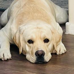 Maverick - Labrador Retriever
