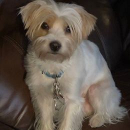 Louie - Yorkshire Terrier