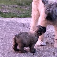 Bouvier des Flandres Puppies from Seasons of Joy Farm and Ranch