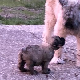 Bouvier des Flandres Puppies from Seasons of Joy Farm and Ranch