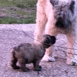 Bouvier des Flandres Puppies from Seasons of Joy Farm and Ranch
