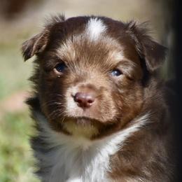L.J. - Red tri male Toy Australian Shepherd puppy in New Boston, Texas from Rhinestone Ranch