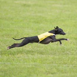 Italian Greyhounds from Raindance Italian Greyhounds