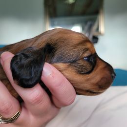 Dachshund and Miniature Australian Shepherd Puppies from Kelsey Humphrey