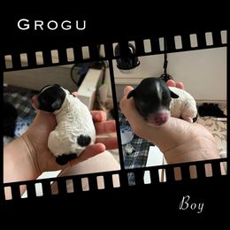 Poodle Puppies from Fluffy Friends Poodles