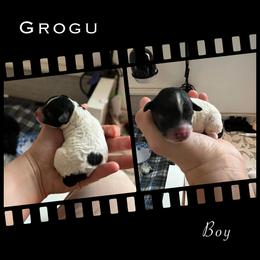 Poodle Puppies from Fluffy Friends Poodles
