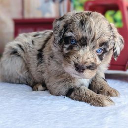 Aussiedoodle puppies from Mr and Mrs Doodle Farm