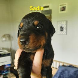 Sadie - Black and rust female Doberman Pinscher puppy in Mount Orab, Ohio from Heyne Kennels