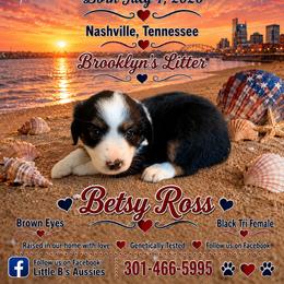 Black tri girl 2 - Black tri female Miniature Australian Shepherd puppy in Nashville, Tennessee from Little B’s Aussies