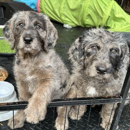 Labradoodles from Betty’s Farm & Garden