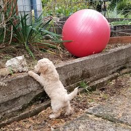 Goldendoodles from Cedar Park Farm Goldendoodles
