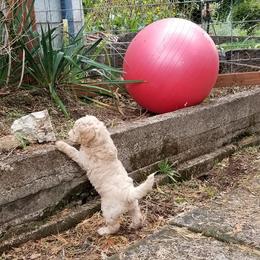 Goldendoodles from Cedar Park Farm Goldendoodles