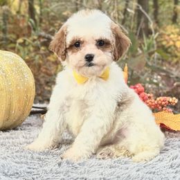 Yellow Bow OFA - Blenheim female Cavapoo puppy in Evart, Michigan from Northern’s Cute Cuddly Cava Poos
