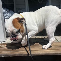 Rubi - Bulldog