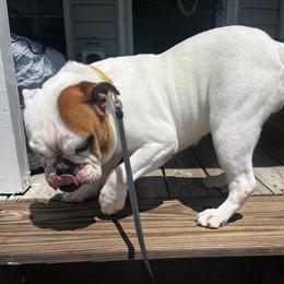 Rubi - Bulldog