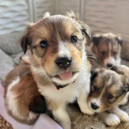 Collie and Companion Cross Puppies from Oasis Companion Canines