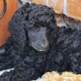 Poodle Puppies from Royal Dixie Poodles
