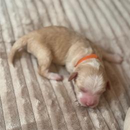 Acorn - Caramel male Australian Labradoodle puppy in Caldwell, Idaho from Leila Pearson