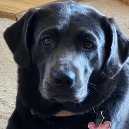 Storm - Dilute Retriever