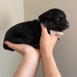 Baby Ruth - Black tri-color female Australian Shepherd puppy in Weeki Wachee, Florida from Ace of Spades Australian Shepherds
