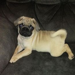 Pugs from My Smoochie Poochies