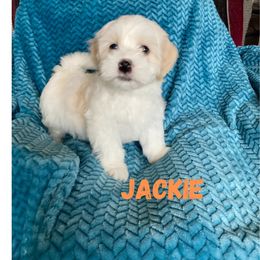 Boy 2 - male Havanese puppy in Fielding, Utah from LUCKY HAVANESE
