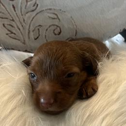 Diamond - Red female Dachshund puppy in Scottsdale, Arizona from AZ DESERT DACHSHUNDS