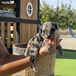 Lucy - Chocolate merle female Bernedoodle puppy in Yuba City, California from Ranch House Doodles