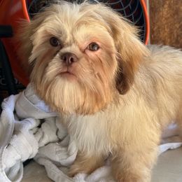 Boy 2 - Shih Tzu puppy from Bebe AKC Puppies