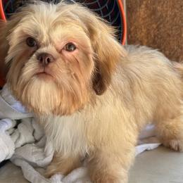 Boy 2 - Shih Tzu puppy from Bebe AKC Puppies
