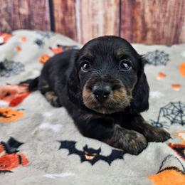 Joy - Black and tan female Dachshund puppy in Malad City, Idaho from Mountain Sage Dachshunds